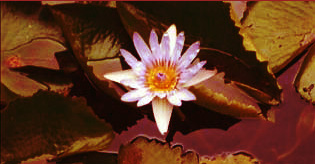 photos fleur lotus